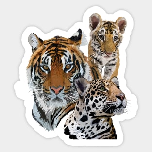 Bengal tiger and jaguar Sticker